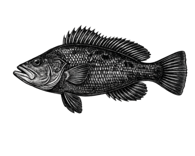 Black Sea Bass