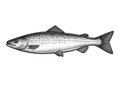 Salmon