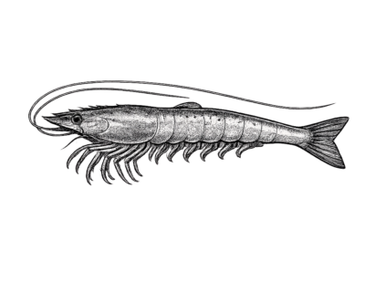 Wild Shrimp